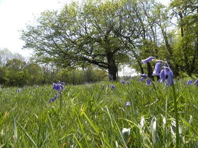 Bluebells on Hole 5